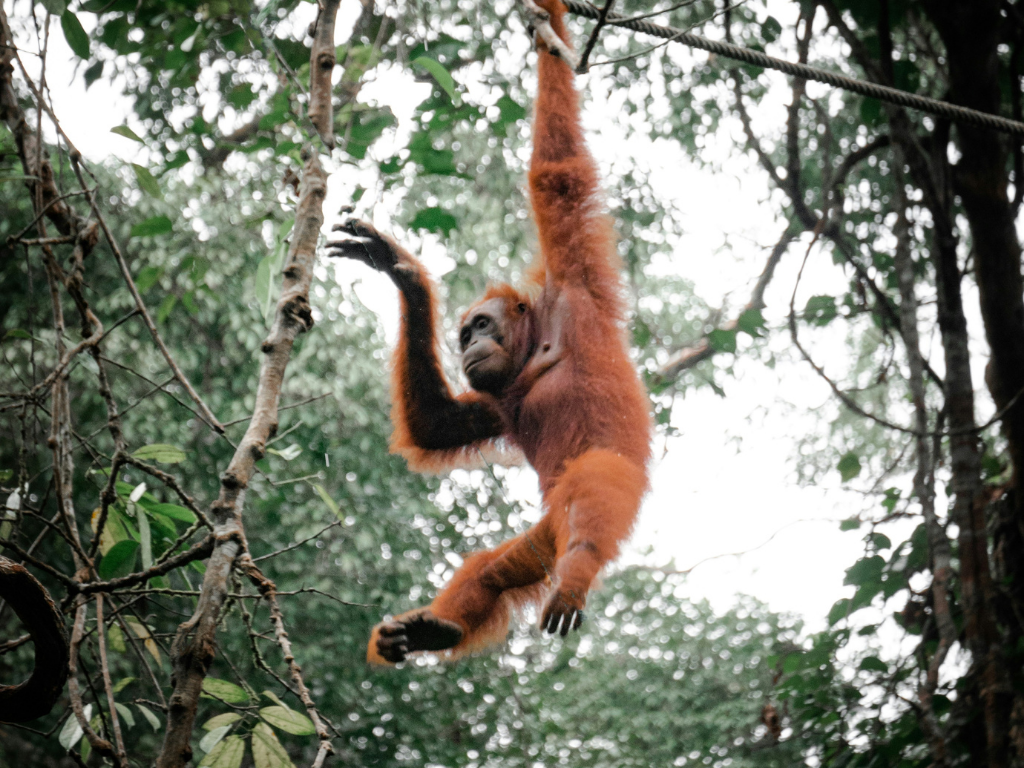 <h5 data-oe-version="1.2"><strong><img src="https://openthefridge.odoo.com/web/image/4519-1ded5f2e/natuur%2025pt-02.png?access_token=44efbf63-27e3-4728-8720-ce2b91fe59a2" data-file-name="natuur 25pt-02.png" class="img-fluid">Natuur En Avontuur</strong></h5><ul><li><strong>Borneo (Sabah):</strong> Vaar bij zonsopgang over de Kinabatangan-rivier, spot orangutans en neusapen in hun natuurlijke habitat en overnacht midden in het regenwoud.</li><li><strong>Tabin Wildlife Reserve:</strong> Trek door dicht tropisch woud, bezoek moddervulkanen vol wildlife-sporen en ga op nachtsafari op zoek naar zeldzame dieren.</li><li><strong>Gaya Island:</strong> Ontdek koraalriffen en turquoise wateren tijdens een snorkel- of duikexcursie en geniet van de rust tussen jungle en zee.</li></ul>